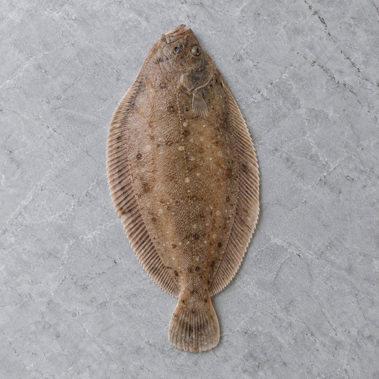 A whole raw lemon sole on grey stone
